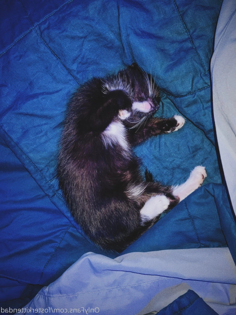 Foster Kitten Dad [ fosterkittendad ] Onlyfans leaked photo 12628556 on Hotleaks.tv