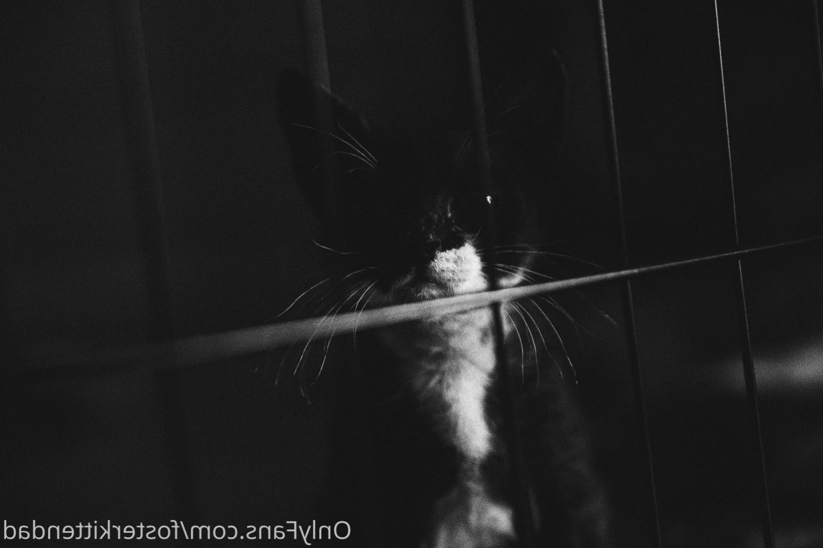 Foster Kitten Dad [ fosterkittendad ] Onlyfans leaked photo 12734725 on Hotleaks.tv