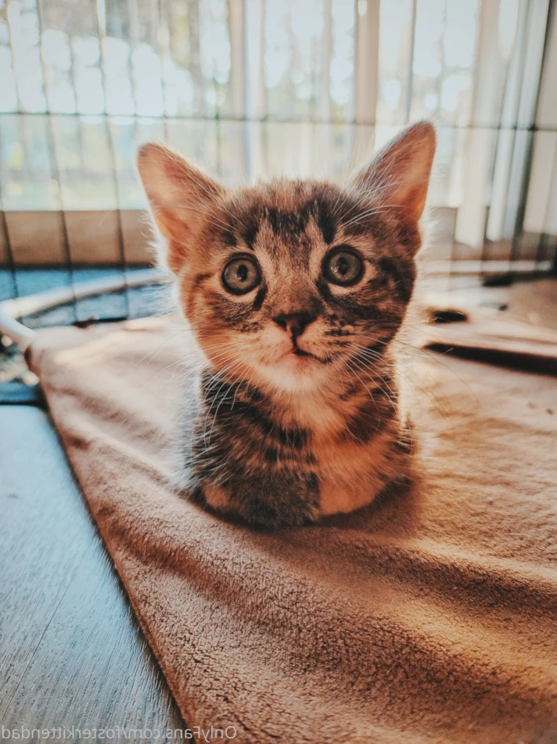 Foster Kitten Dad [ fosterkittendad ] Onlyfans leaked photo 12734737 on Hotleaks.tv