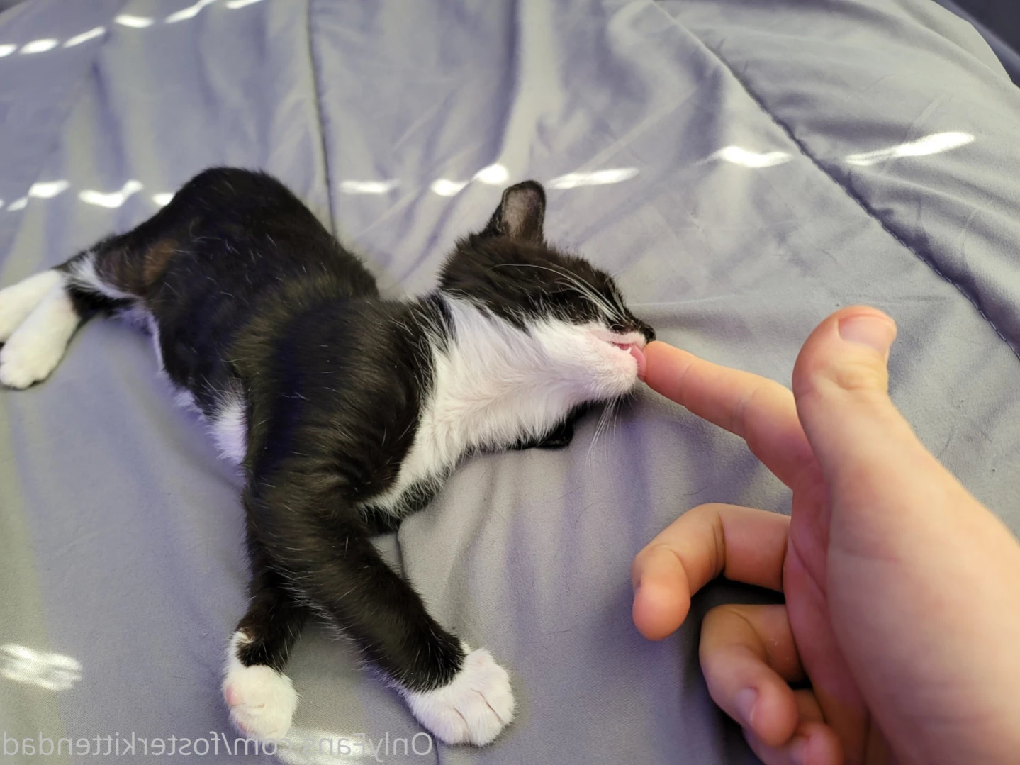 Foster Kitten Dad [ fosterkittendad ] Onlyfans leaked photo 12734745 on Hotleaks.tv