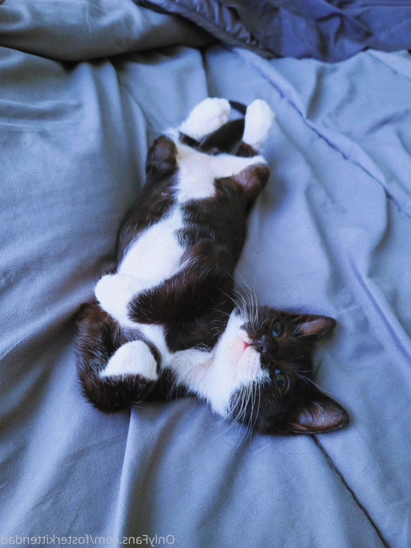 Foster Kitten Dad [ fosterkittendad ] Onlyfans leaked photo 12734757 on Hotleaks.tv