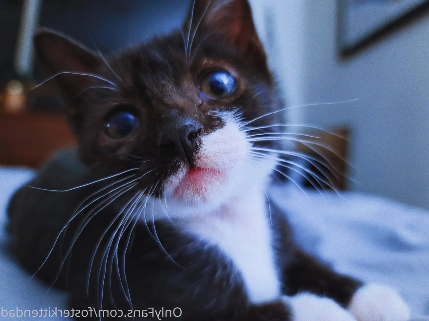 Foster Kitten Dad [ fosterkittendad ] Onlyfans leaked photo 12834835 on Hotleaks.tv