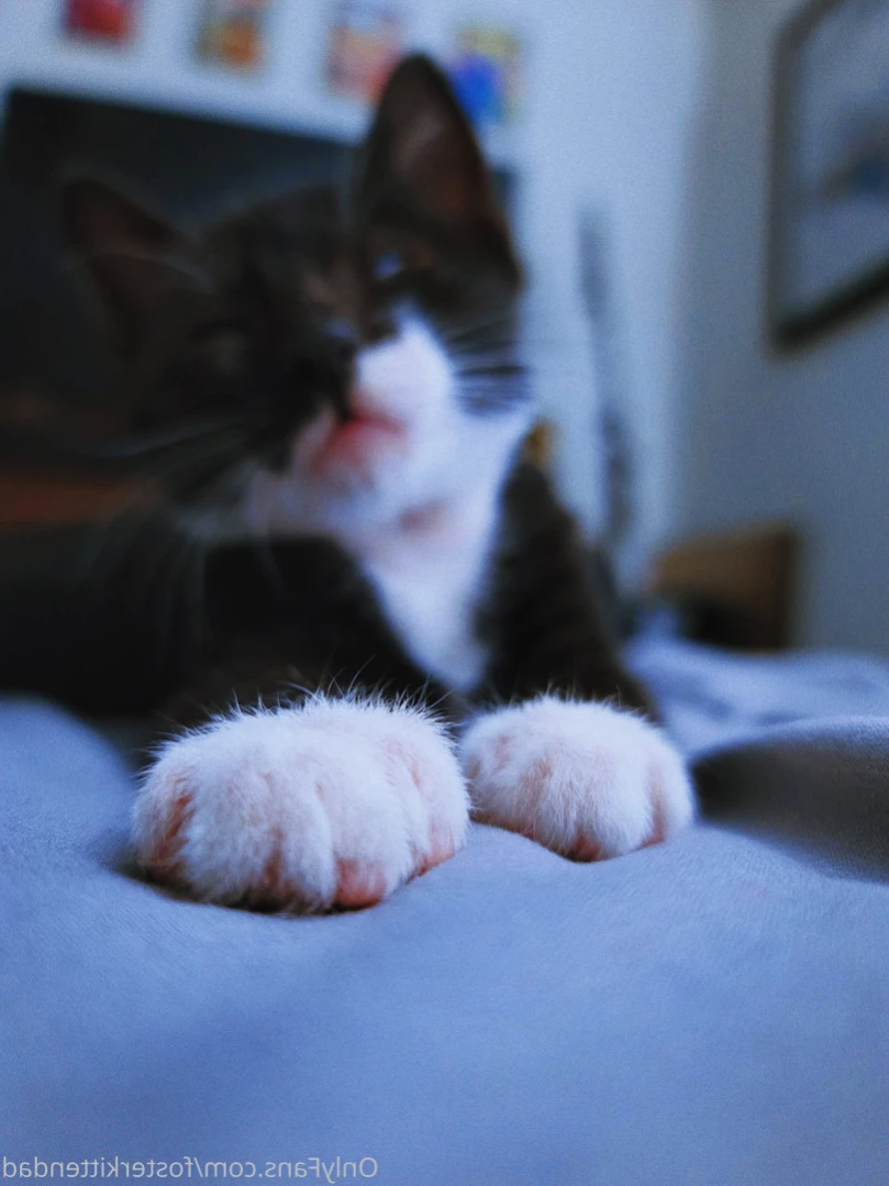 Foster Kitten Dad [ fosterkittendad ] Onlyfans leaked photo 12940621 on Hotleaks.tv