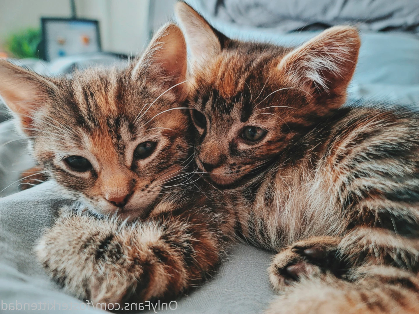 Foster Kitten Dad [ fosterkittendad ] Onlyfans leaked photo 13240584 on Hotleaks.tv