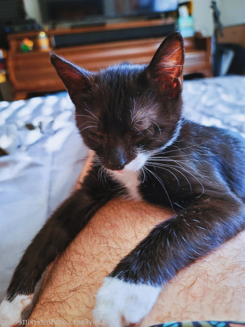 Foster Kitten Dad [ fosterkittendad ] Onlyfans leaked photo 13507361 on Hotleaks.tv