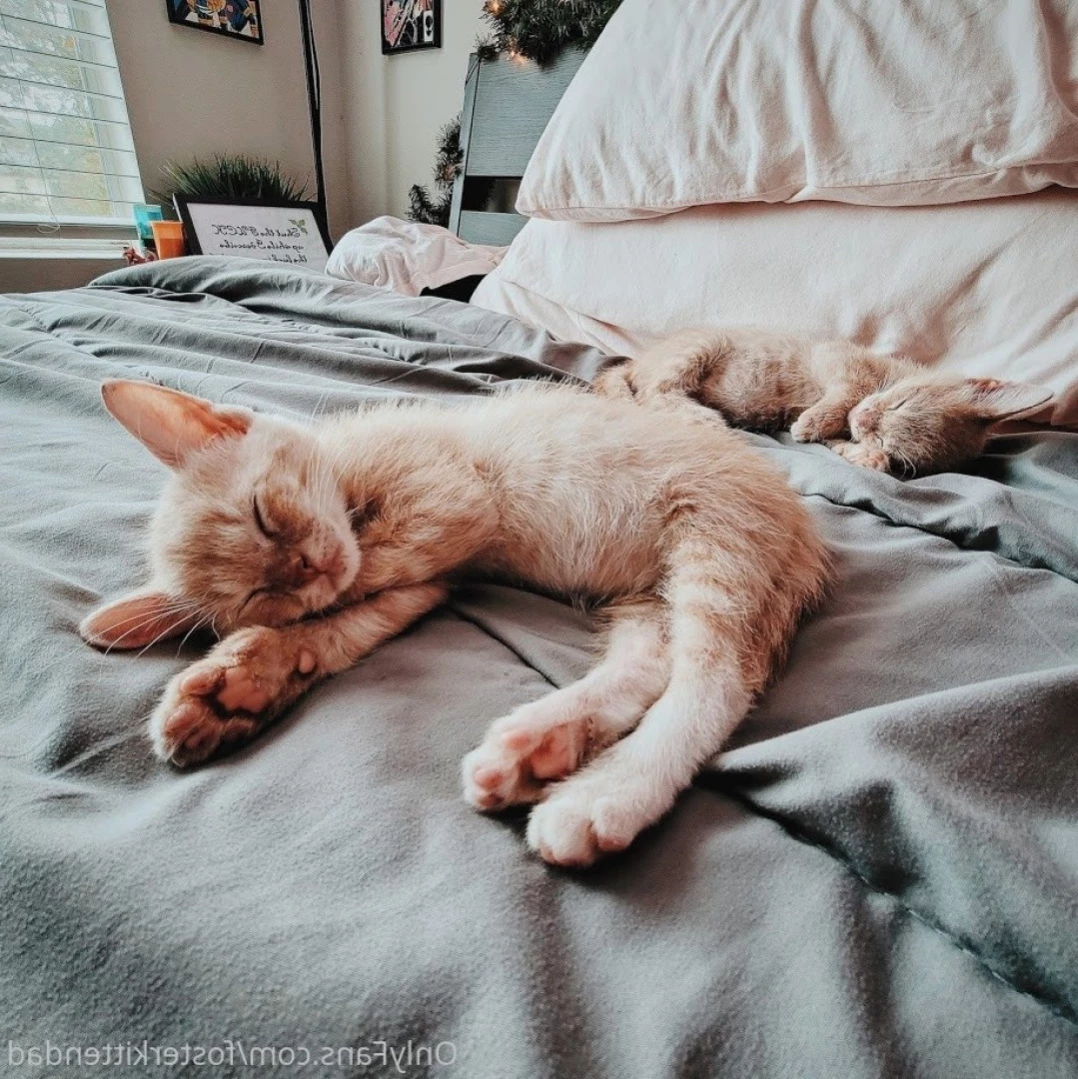 Foster Kitten Dad [ fosterkittendad ] Onlyfans leaked photo 13620882 on Hotleaks.tv