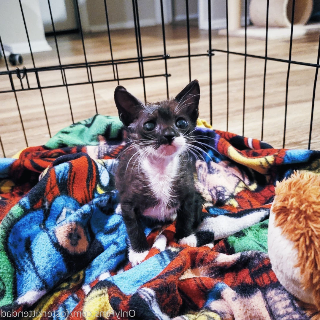 Foster Kitten Dad [ fosterkittendad ] Onlyfans leaked photo 13620893 on Hotleaks.tv