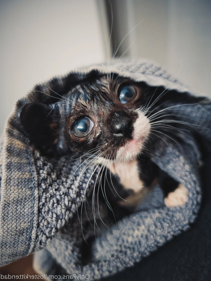 Foster Kitten Dad [ fosterkittendad ] Onlyfans leaked photo 13620903 on Hotleaks.tv