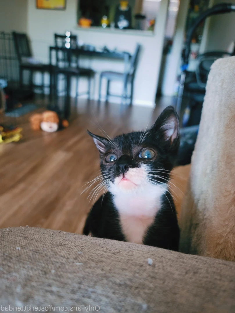 Foster Kitten Dad [ fosterkittendad ] Onlyfans leaked photo 13621544 on Hotleaks.tv