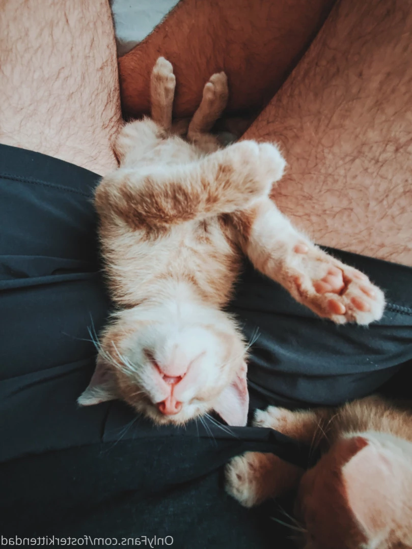 Foster Kitten Dad [ fosterkittendad ] Onlyfans leaked photo 13721129 on Hotleaks.tv