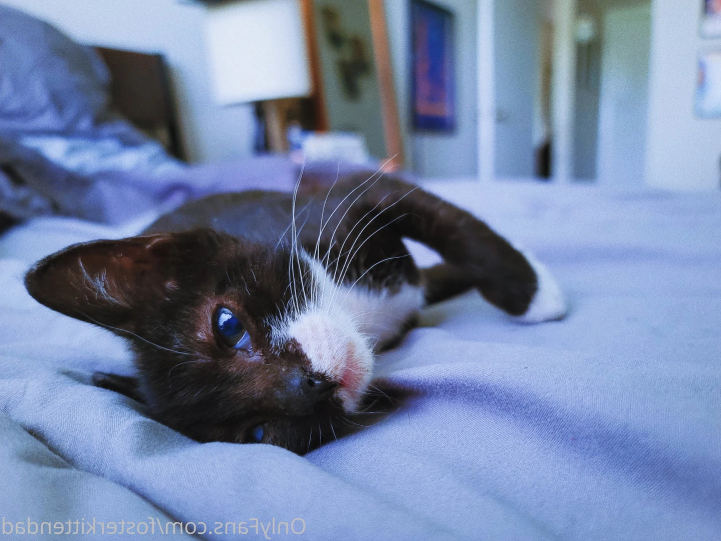 Foster Kitten Dad [ fosterkittendad ] Onlyfans leaked photo 13892056 on Hotleaks.tv