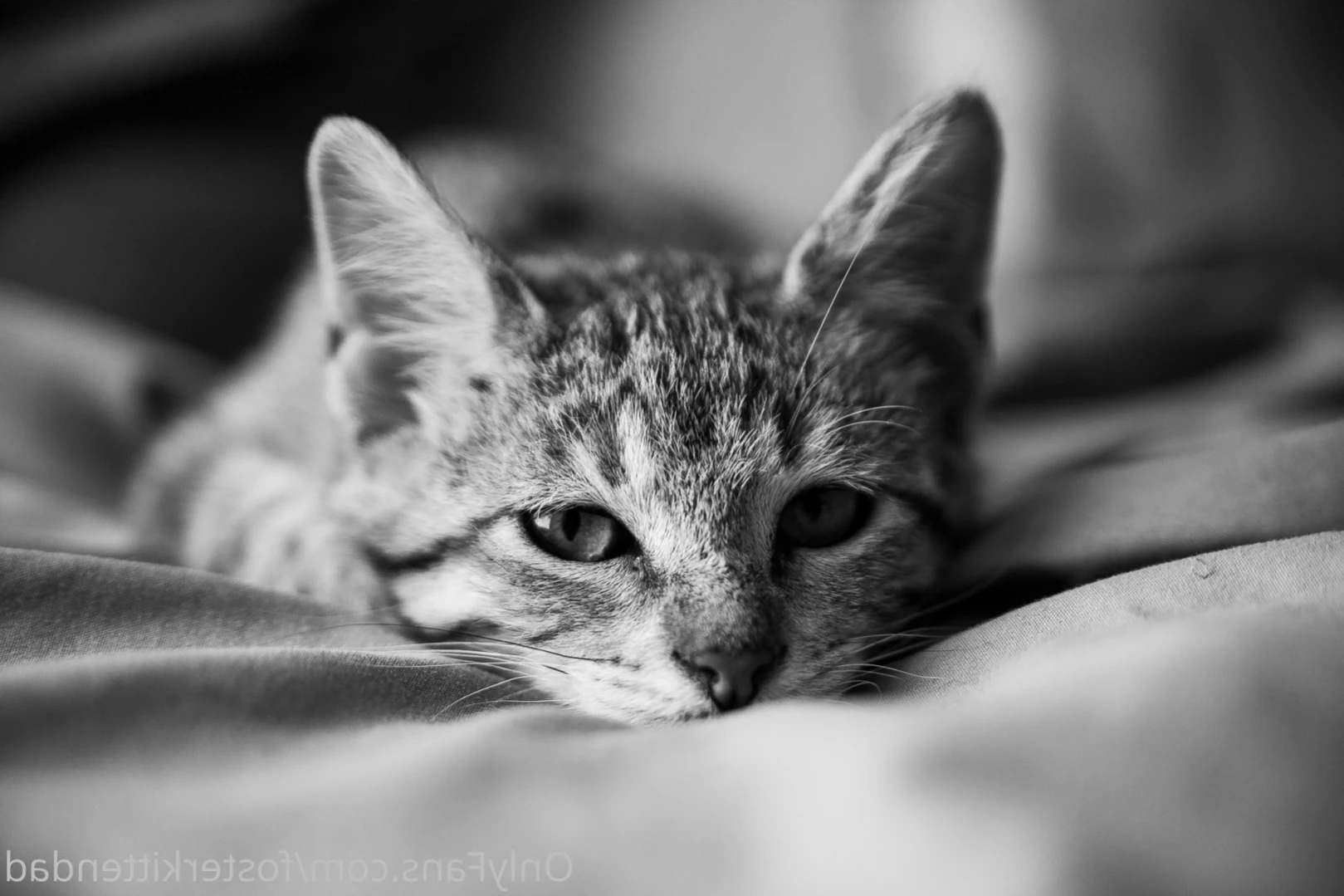 Foster Kitten Dad [ fosterkittendad ] Onlyfans leaked photo 14297243 on Hotleaks.tv