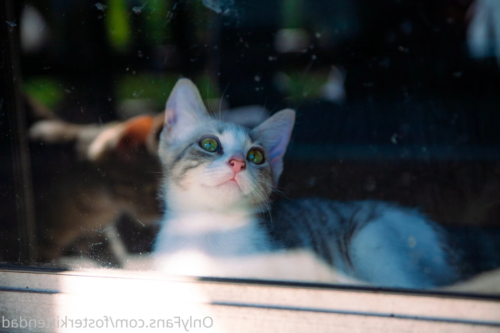 Foster Kitten Dad [ fosterkittendad ] Onlyfans leaked photo 14378153 on Hotleaks.tv