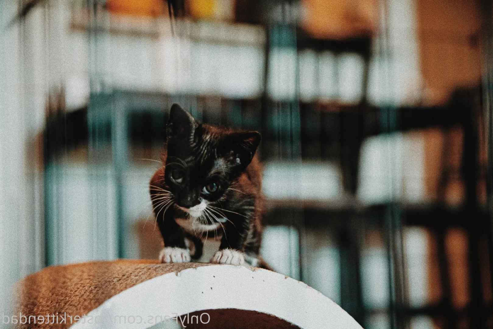 Foster Kitten Dad [ fosterkittendad ] Onlyfans leaked photo 14378165 on Hotleaks.tv