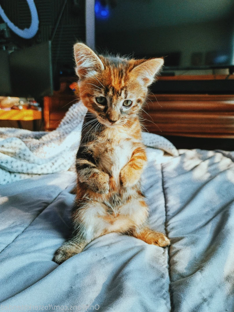 Foster Kitten Dad [ fosterkittendad ] Onlyfans leaked photo 14970072 on Hotleaks.tv
