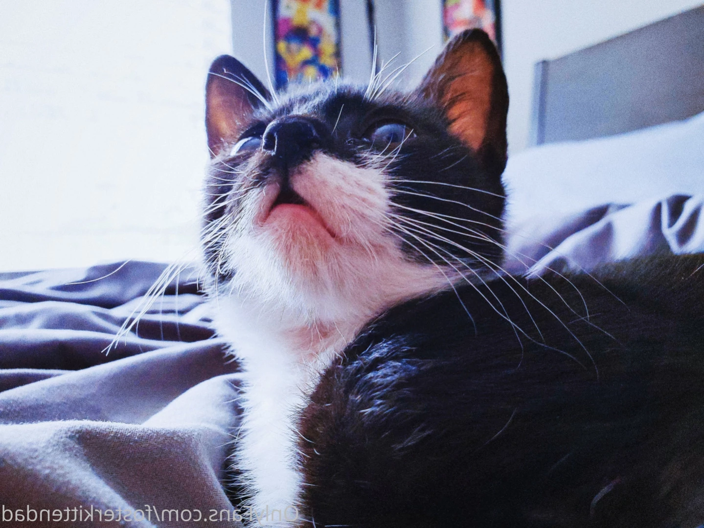 Foster Kitten Dad [ fosterkittendad ] Onlyfans leaked photo 15031445 on Hotleaks.tv