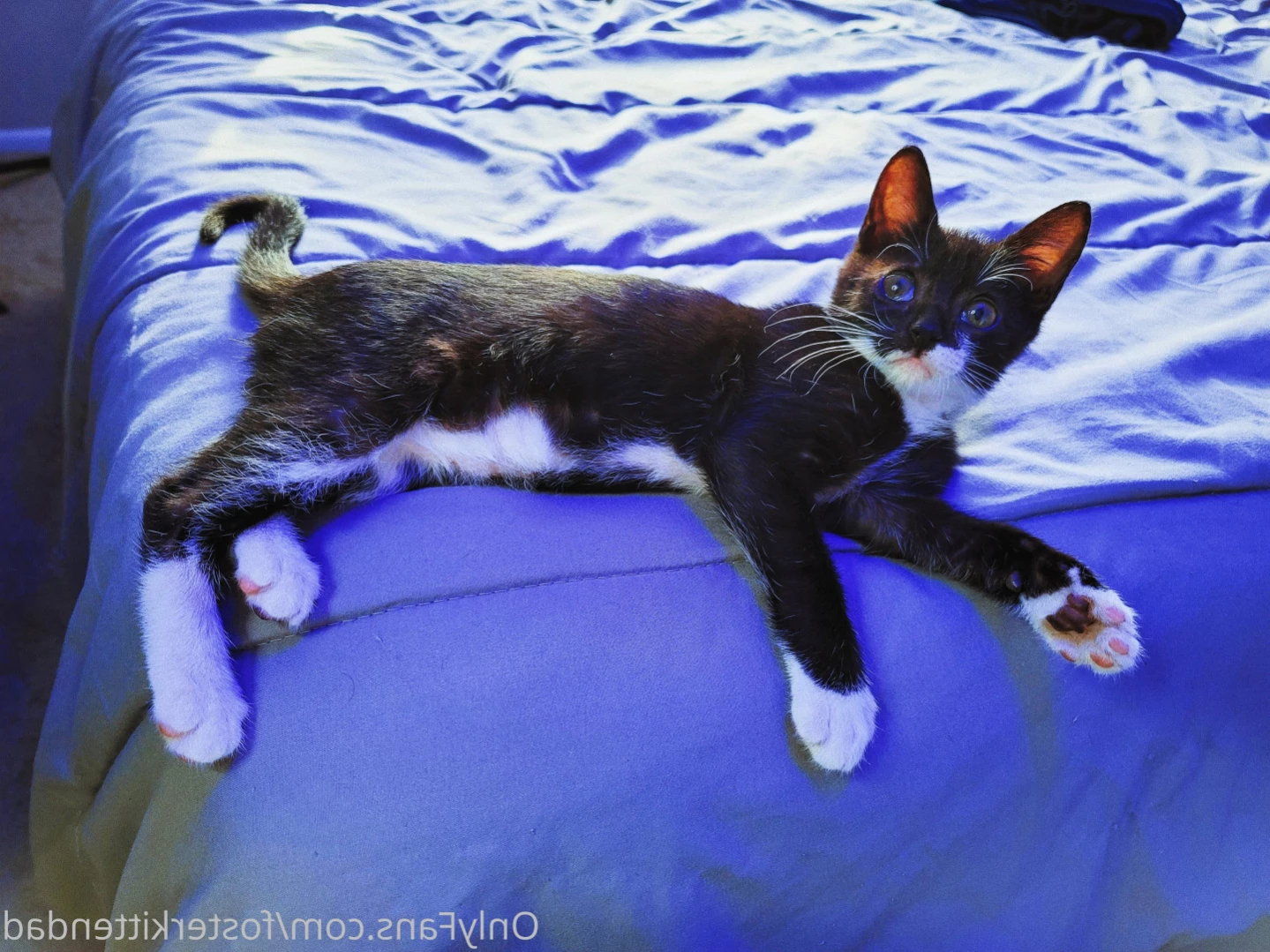 Foster Kitten Dad [ fosterkittendad ] Onlyfans leaked photo 15064735 on Hotleaks.tv