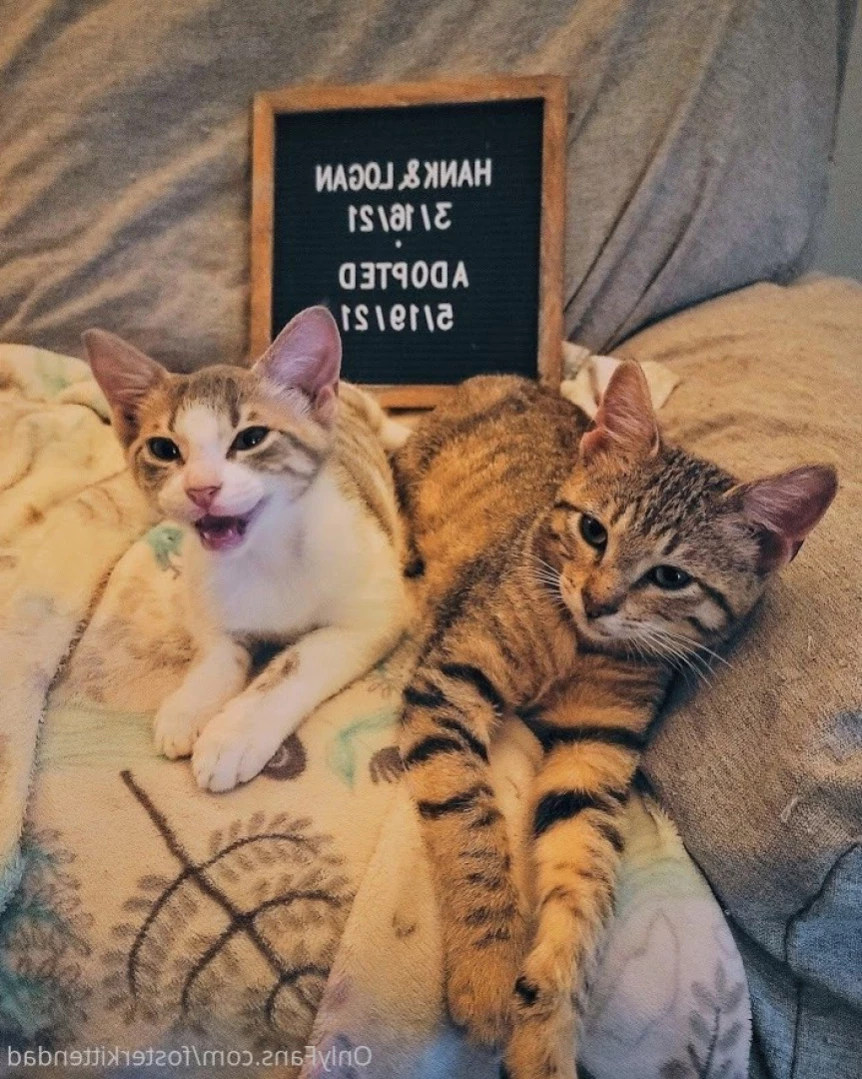 Foster Kitten Dad [ fosterkittendad ] Onlyfans leaked photo 15213407 on Hotleaks.tv