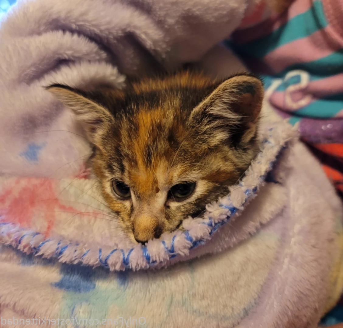 Foster Kitten Dad [ fosterkittendad ] Onlyfans leaked photo 15213418 on Hotleaks.tv