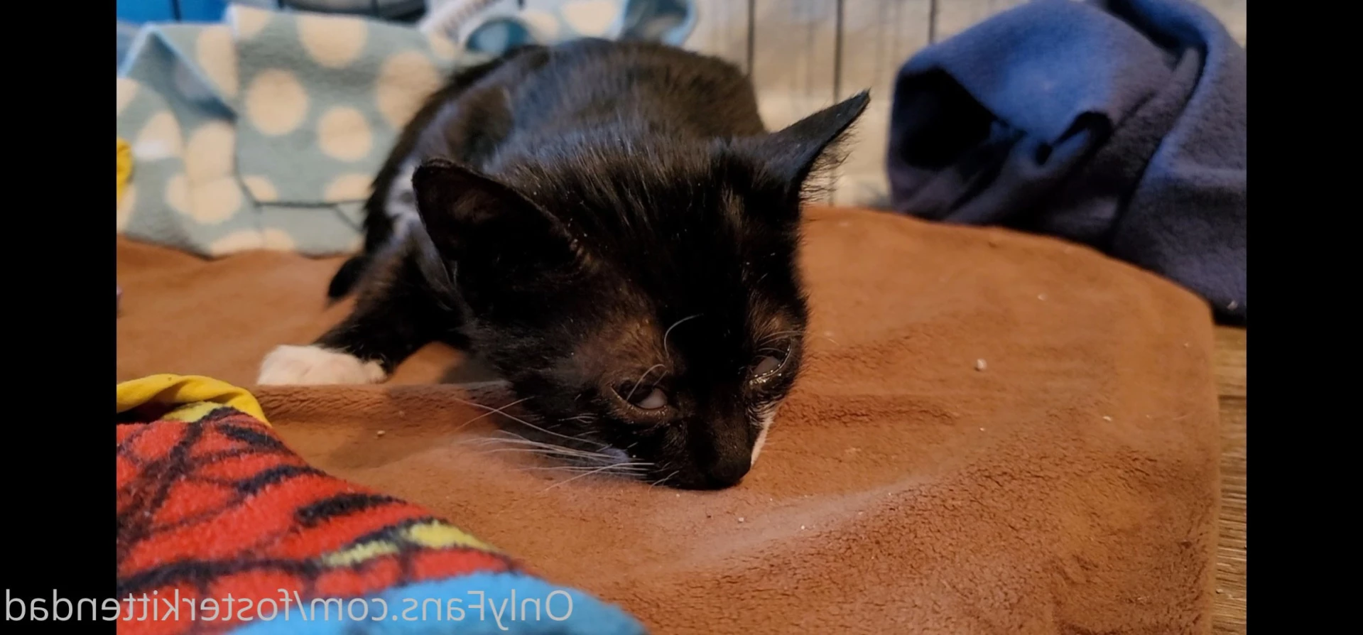 Foster Kitten Dad [ fosterkittendad ] Onlyfans leaked photo 15216999 on Hotleaks.tv