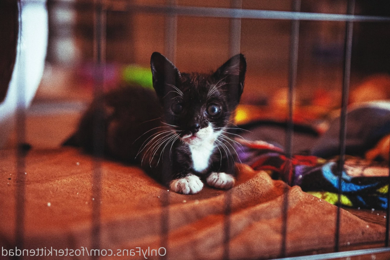 Foster Kitten Dad [ fosterkittendad ] Onlyfans leaked photo 15257808 on Hotleaks.tv