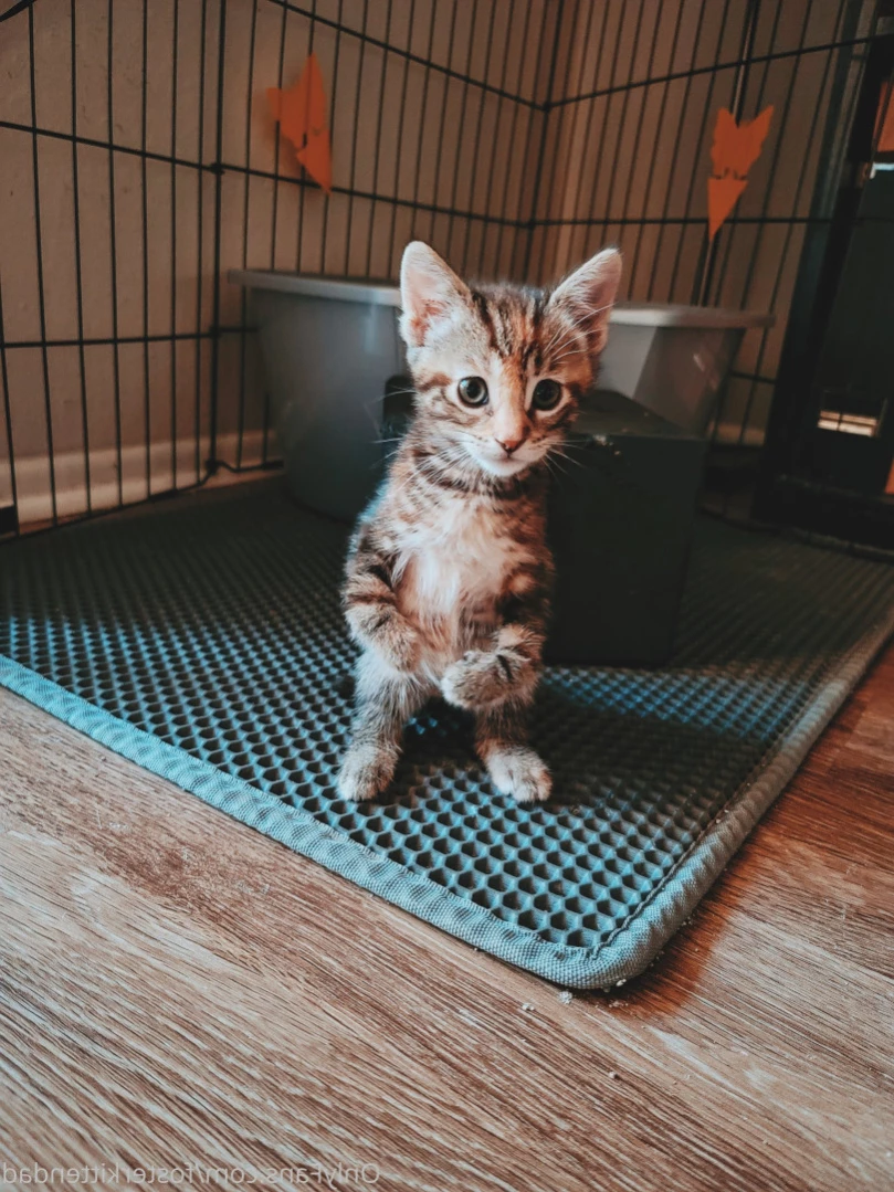 Foster Kitten Dad [ fosterkittendad ] Onlyfans leaked photo 15257836 on Hotleaks.tv