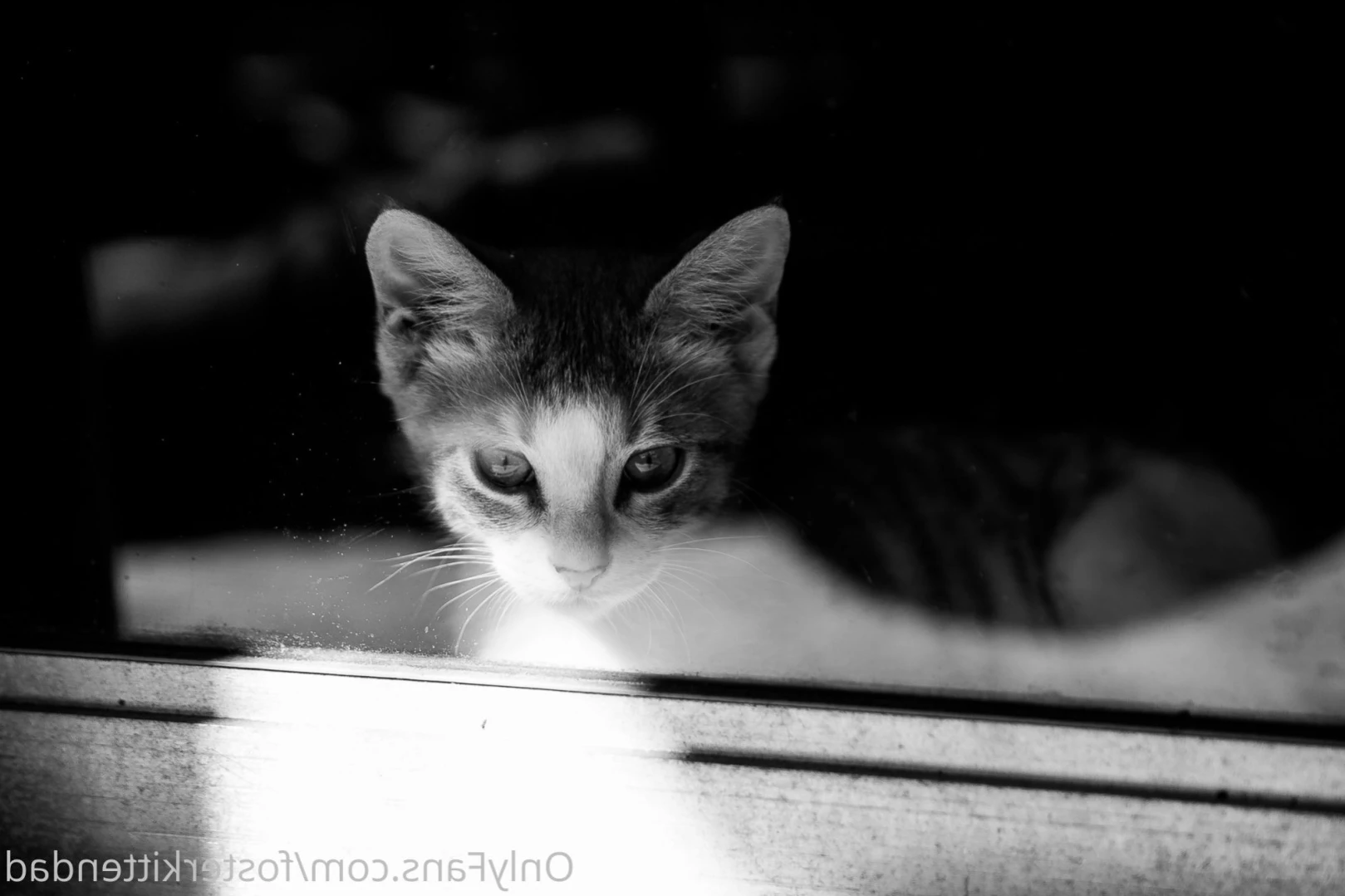 Foster Kitten Dad [ fosterkittendad ] Onlyfans leaked photo 15827966 on Hotleaks.tv