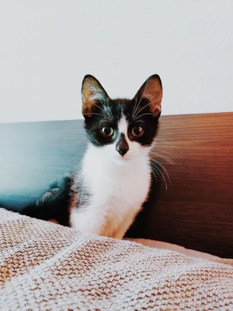 Foster Kitten Dad [ fosterkittendad ] Onlyfans leaked photo 16206233 on Hotleaks.tv