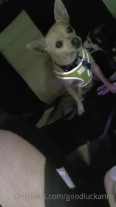 13034184