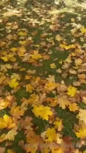 18096341