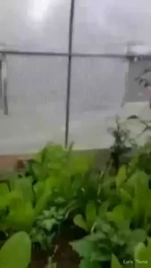 🌸Lyric Tiana🌸Top Creator🌸 [ lyrictiana ] Onlyfans leaked video 18091826 on Hotleaks.tv