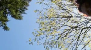 Veronica Blake [ veronicablake ] Onlyfans leaked video 18069351 on Hotleaks.tv