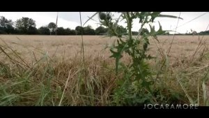 jocaramore Onlyfans leaked video 12997439 on Hotleaks.tv