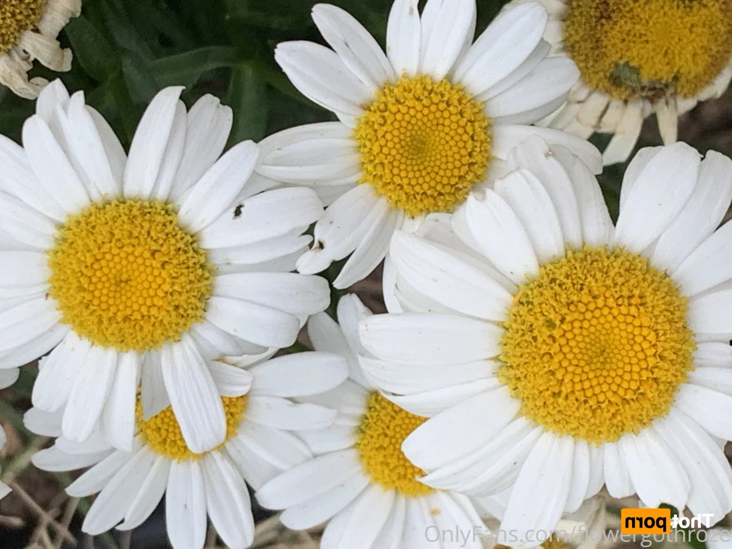 flowergothroze Onlyfans leaked photo 13491605 on Hotleaks.tv