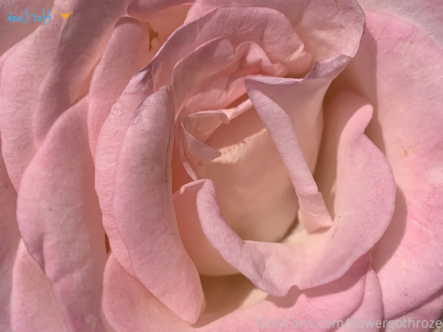 flowergothroze Onlyfans leaked photo 15522917 on Hotleaks.tv