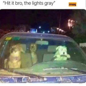 16262208