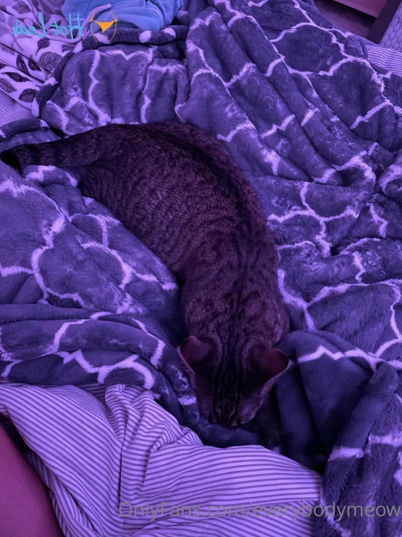 Everybody Meow [ everybodymeow ] Onlyfans leaked photo 12058963 on Hotleaks.tv