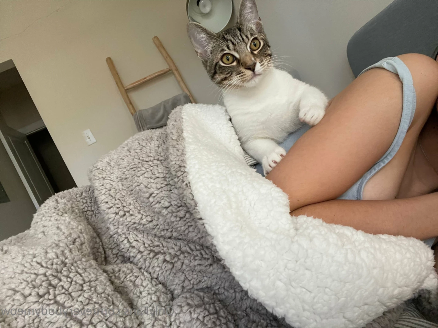 Everybody Meow [ everybodymeow ] Onlyfans leaked photo 12605807 on Hotleaks.tv