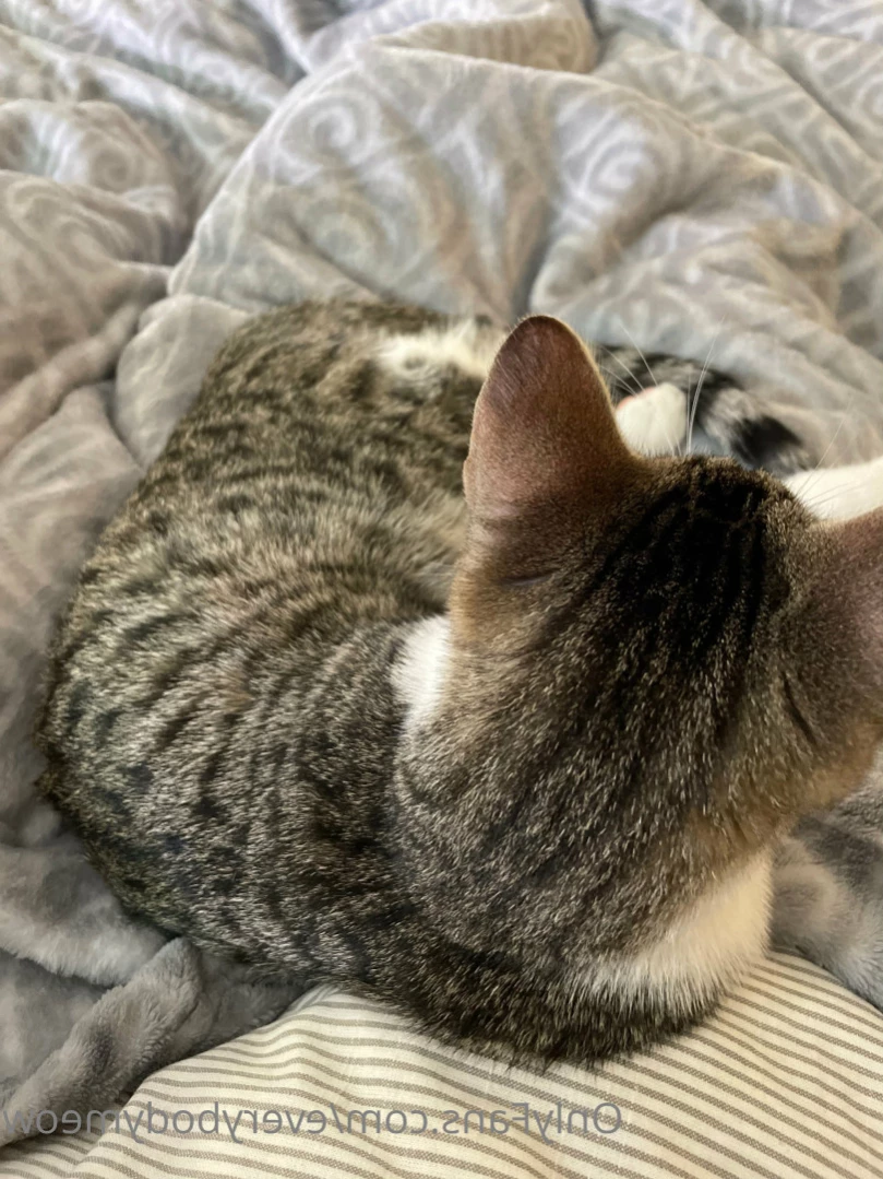 Everybody Meow [ everybodymeow ] Onlyfans leaked photo 14081566 on Hotleaks.tv