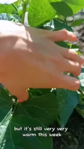 18572908