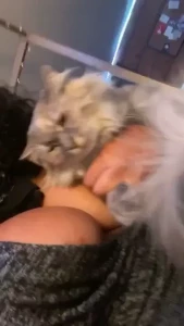 Carmela Habibi [ littlemisslibrarian ] Onlyfans leaked video 18027205 on Hotleaks.tv