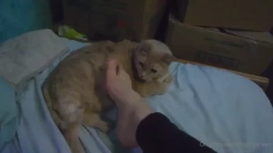 18011287