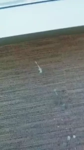 18007038