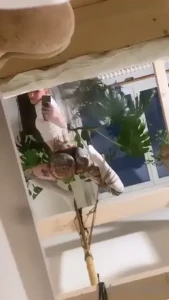 mrs_nice Onlyfans leaked video 18002790 on Hotleaks.tv
