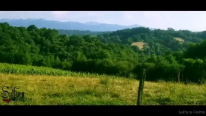 Sulfura [ sulfurafeline ] Onlyfans leaked video 17943894 on Hotleaks.tv