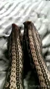 17943938