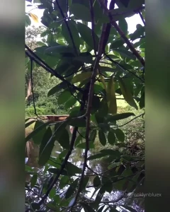 Miss Brooklyn Blue [ xbrooklynbluex ] Onlyfans leaked video 1845410 on Hotleaks.tv