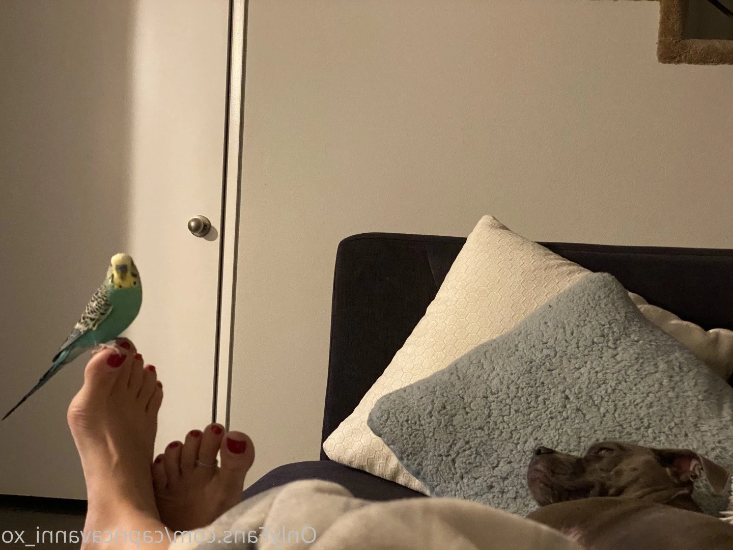 Capri Cavanni [ capricavanni ] Onlyfans leaked photo 1549210 on Hotleaks.tv