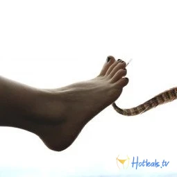OctopusTkStudio