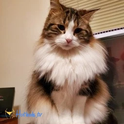 Freyja the Cat